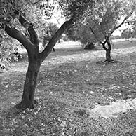 <em>Black Trunks</em>, 2018, Printed on 13"x19" archival paper, B/W photograph